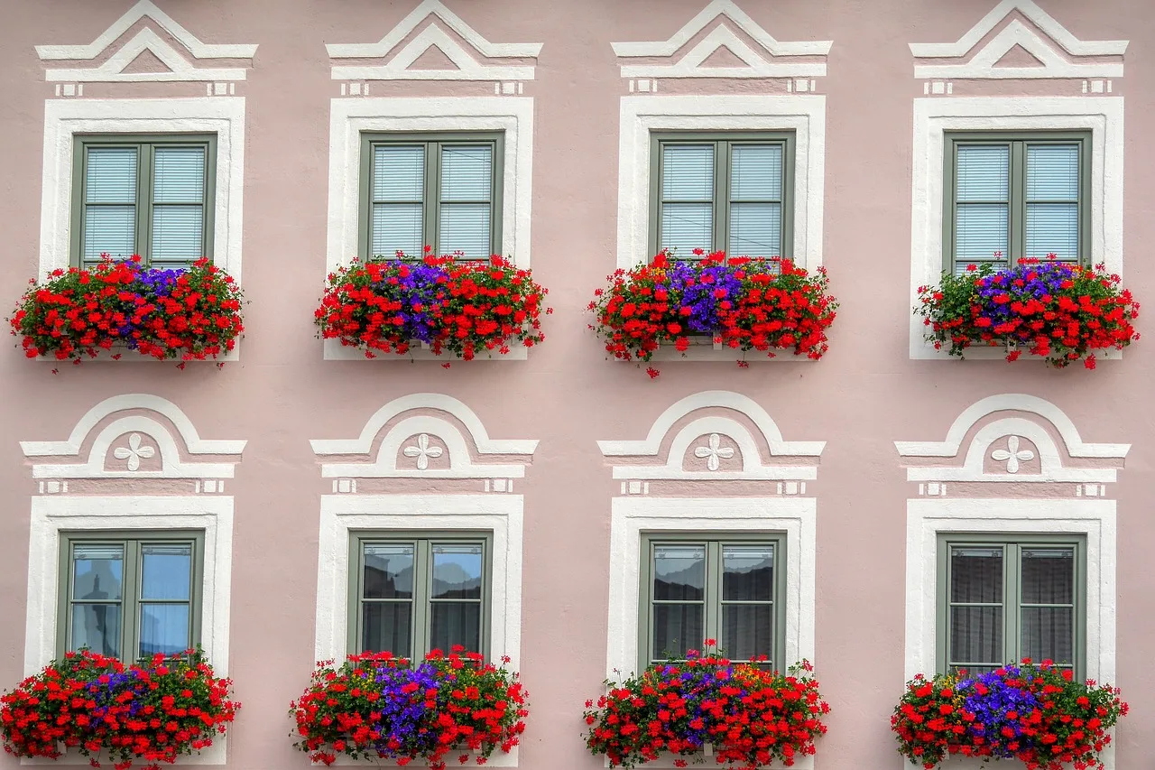 Kiedy wystawić pelargonie na balkon : optymalny czas sadzenia i pielęgnacji
