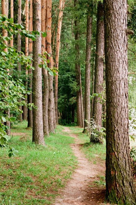 Działka rolno-leśna – grunt rolny i leśny, co można na niej zbudować
